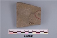 藏品(昆蟲化石)的圖片